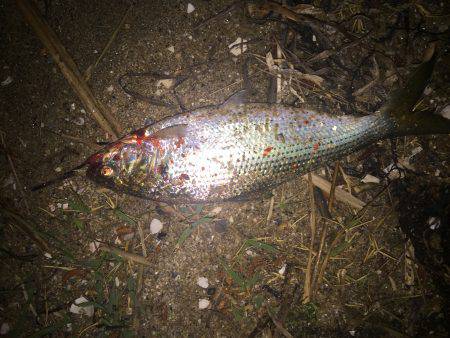 コノシロ釣行（笑）